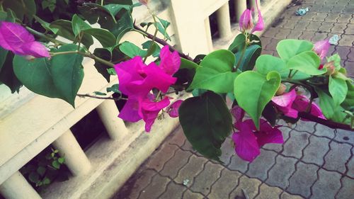 Close-up of pink flowers