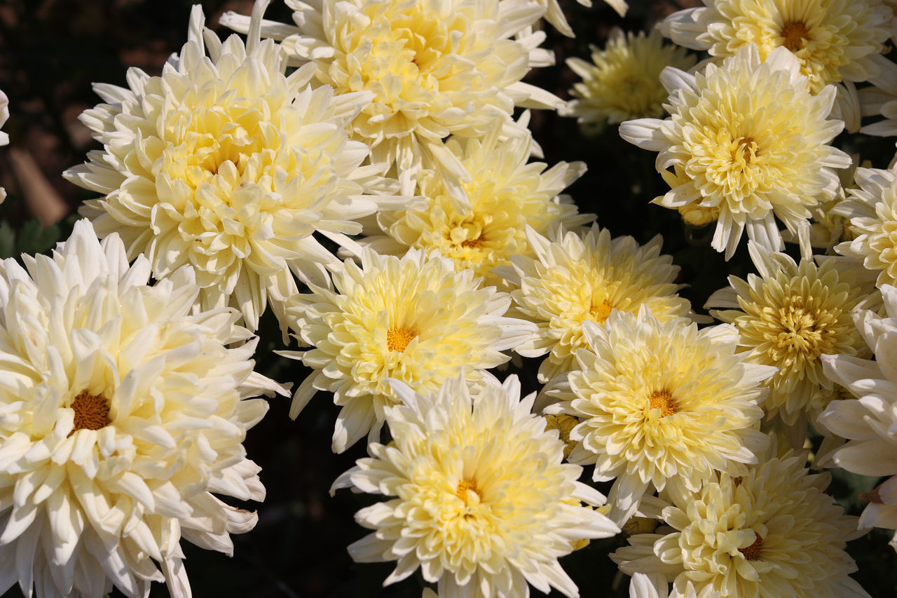 FULL FRAME SHOT OF YELLOW AND WHITE