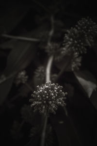 Close-up of flowers against blurred background