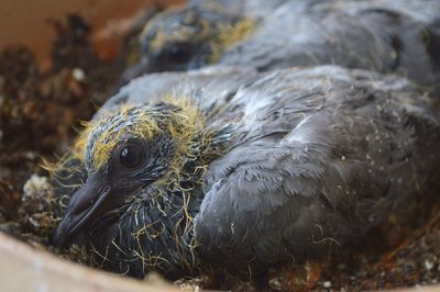 Close-up of a bird