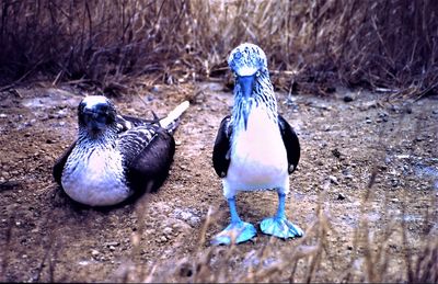 View of birds on land