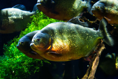 Close-up of fish underwater