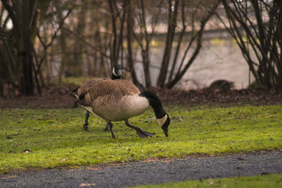 Canada geese perching on grassy field by bare trees