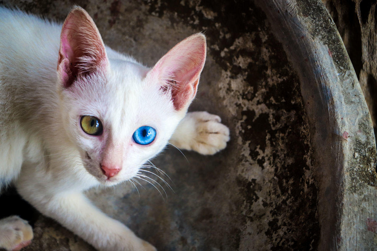 Yellow and Blue Eyes