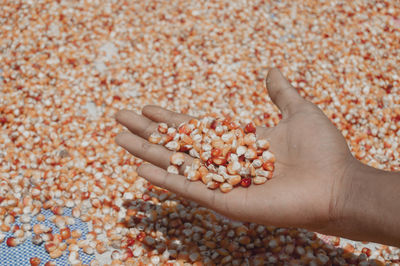 Cropped hand of woman holding seashell