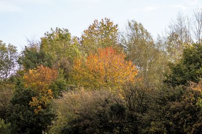 View of autumnal trees against sky