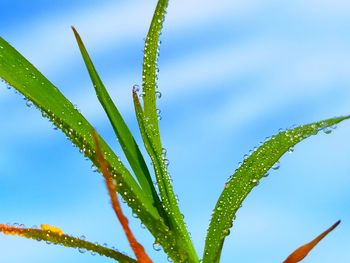 Close-up of wet plant against sky