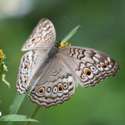 Close-up of butterfly pollinating flower