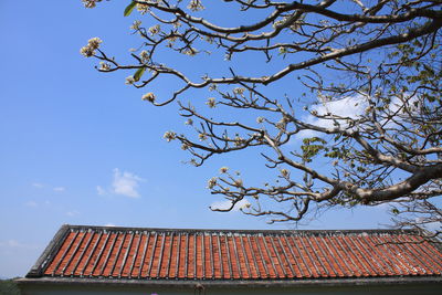 Low angle view of tree against sky