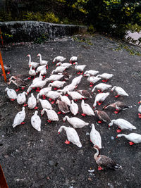 High angle view of birds on lake