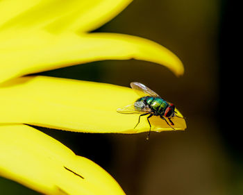 Close-up of fly on yellow flower