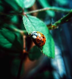 Close-up of ladybug on leaf