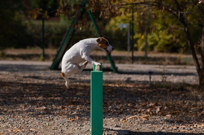 Jack russell terrier dog jumping over a wooden barrier in a dog playground