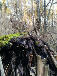 Trees in forest