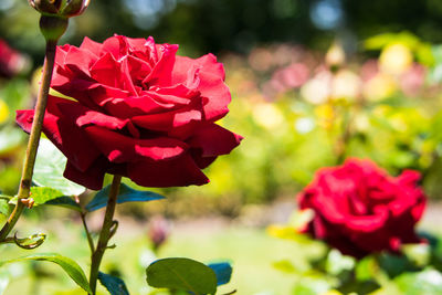 Close-up of rose plant