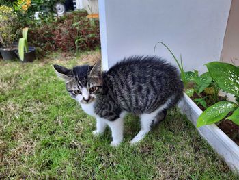 Mohawk kitten