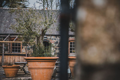 Potted plants by window of building