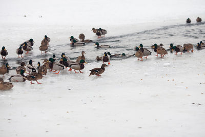 Flock of birds on beach during winter