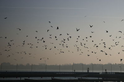 Flock of birds flying against sky