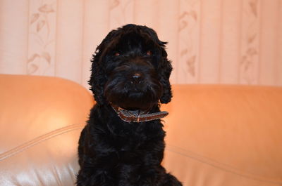 Black dog looking away while sitting on sofa at home