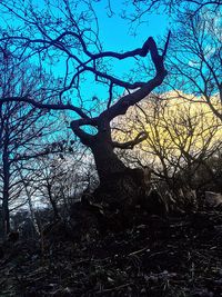 Silhouette bare tree in forest against sky