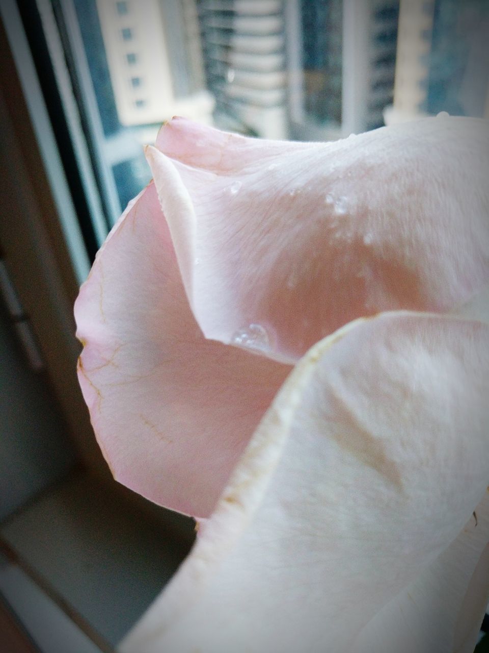 CLOSE-UP OF PERSON HAND BY WHITE FLOWER IN SUNLIGHT