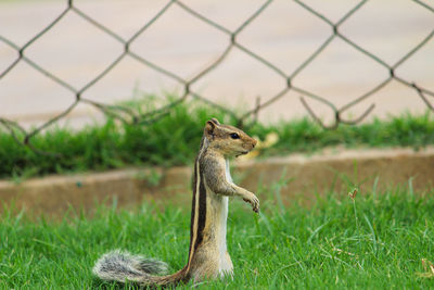 Lizard on a field