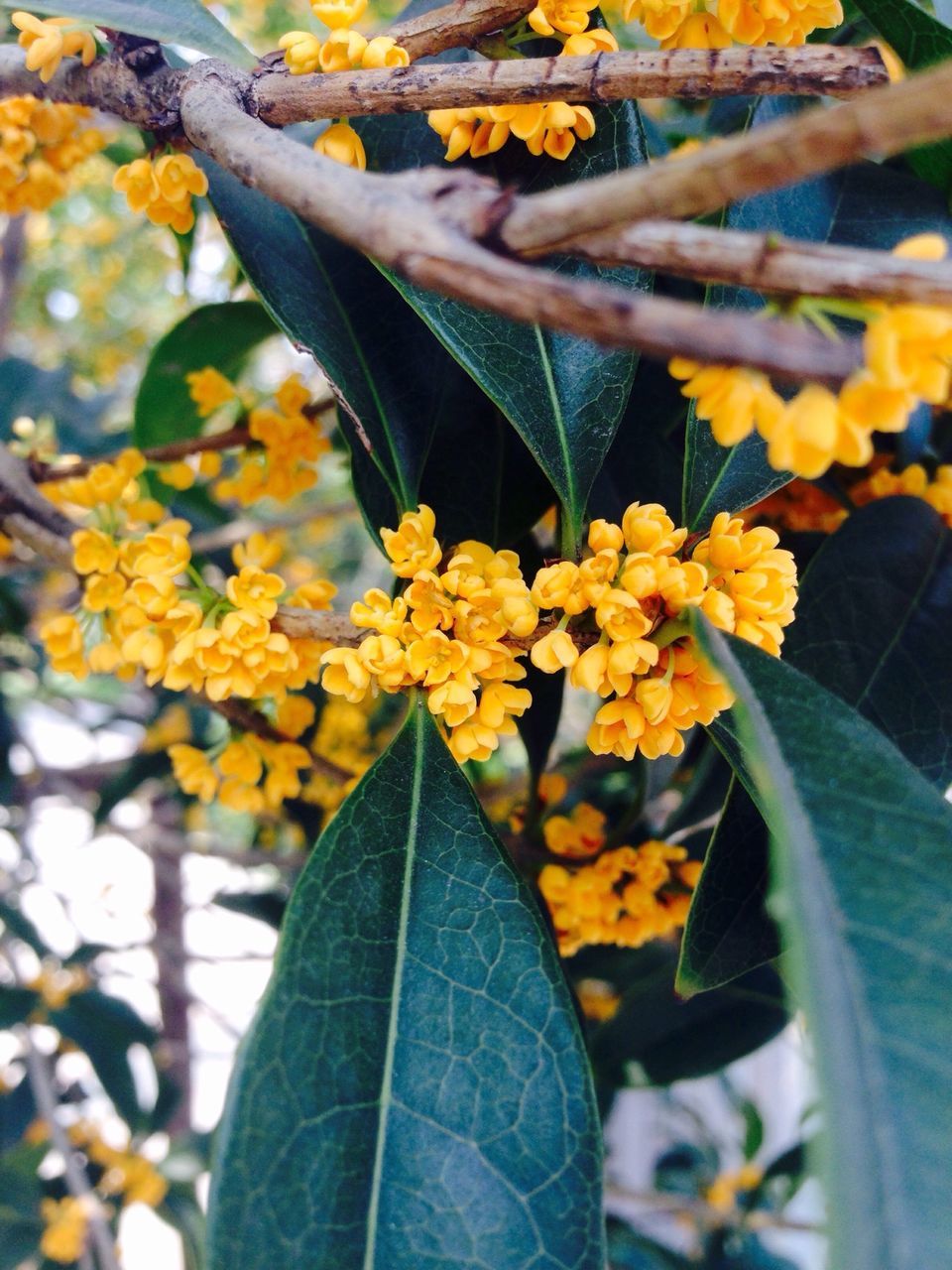 yellow, flower, freshness, growth, leaf, fragility, beauty in nature, petal, close-up, nature, focus on foreground, plant, sunlight, flower head, blooming, blossom, day, outdoors, low angle view, season