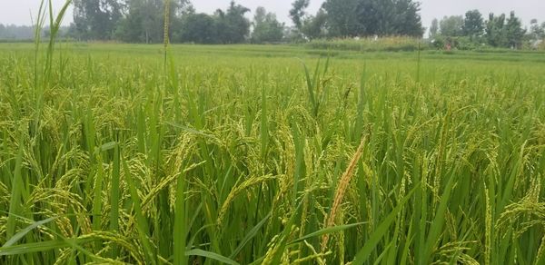 Crops growing on field