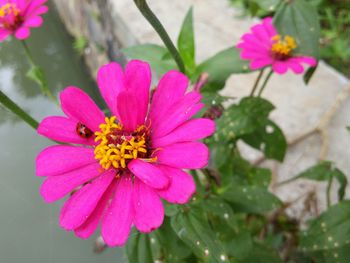 Close-up of pink flower