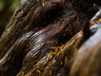Close-up of lizard on tree trunk