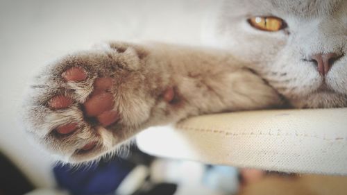 Close-up portrait of cat