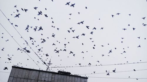 Flock of birds flying in clear sky