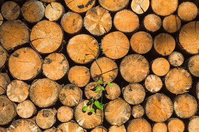 Full frame shot of logs