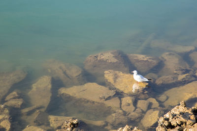 High angle view of seagull perching on lake