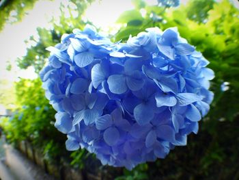 Close-up of blue hydrangea flowers