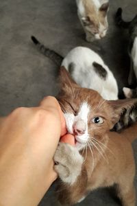 Close-up of hand holding kitten at home