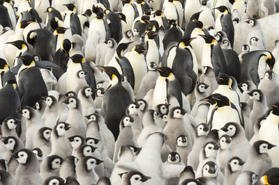 Full frame shot of penguins