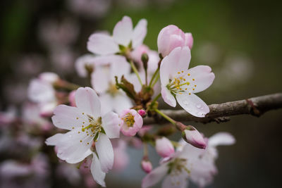 Close-up of cherry blossoms in spring