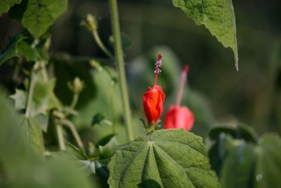 Close-up of red poppy