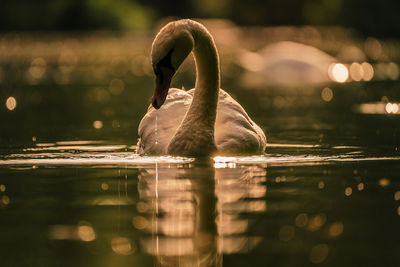 Swan swimming in lake