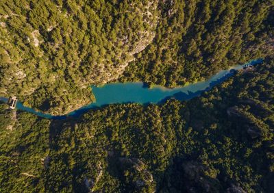 Aerial view of river flowing amidst trees in forest