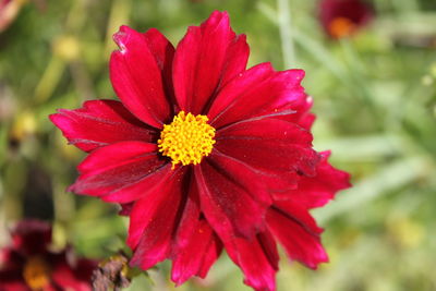 Close-up of red flower blooming outdoors