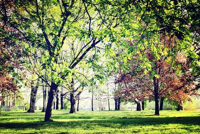 Trees in park