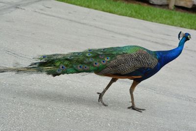 Close-up of peacock