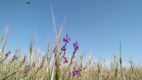 Low angle view of flowering plants on field against clear blue sky