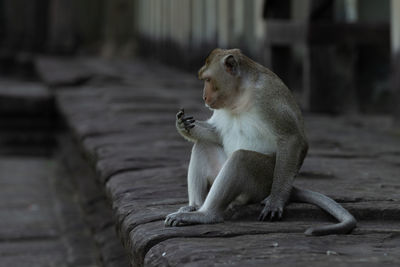 Long-tailed macaque on wall stares at hand