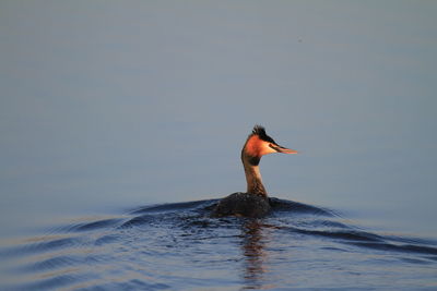 Bird swimming in water against sky