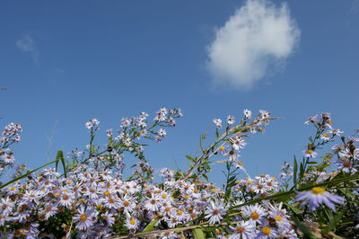 Aster alpinus garden perennial plants with purple flowers. alpine aster.