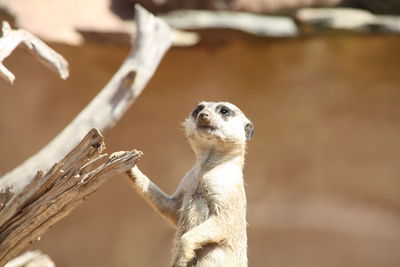 Close up of a standing meerkat on a root